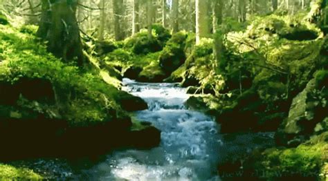 Submitted 7 days ago by yeety3926wallpaper engine. Nature GIFs | Tenor