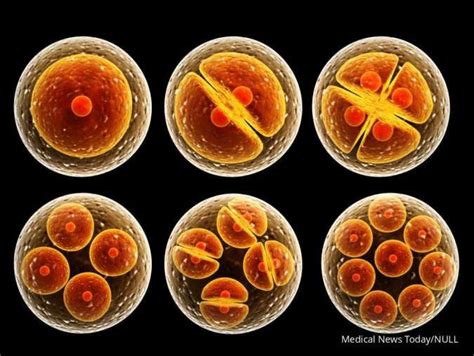 Mengenal Pembelahan Sel Secara Mitosis Dan Meiosis Serta Tahapannya