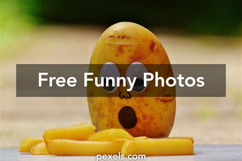 Free Stock Photos Of Funny · Pexels