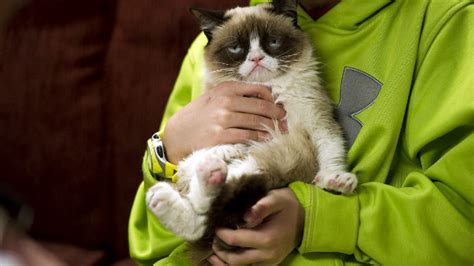The Unlikely Star Of Sxsw Grumpy Cat Cnn