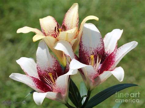 Asiatic Tango Lily Named Cappuccino Photograph By J Mccombie