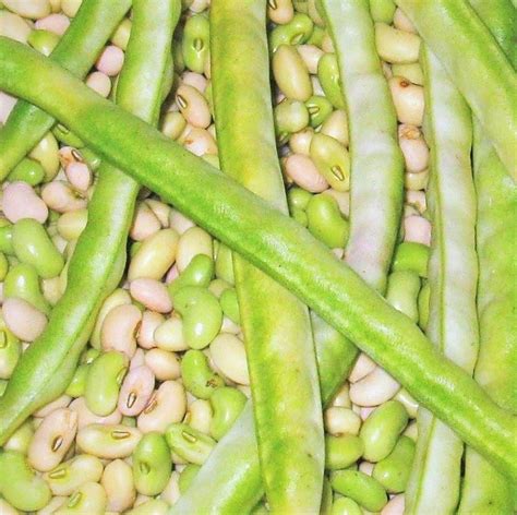 Texas Cream Pea Cowpea Seeds Southern Field Pea Crowder Etsy