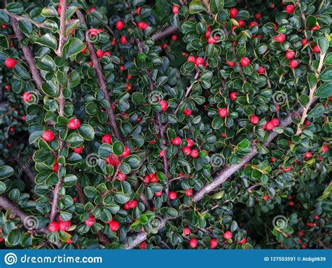 Decorative Nature Green Leaves Round Red Berries Stock Image Image