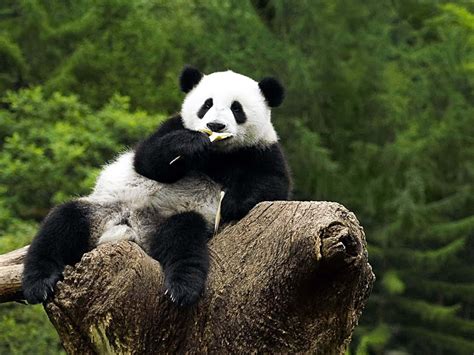 Download Giant Panda Eating And Sitting Wallpaper