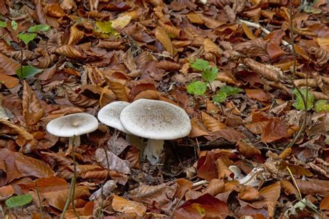 Large White Leucopax Mushrooms On The Forest Floor Stock Image Image