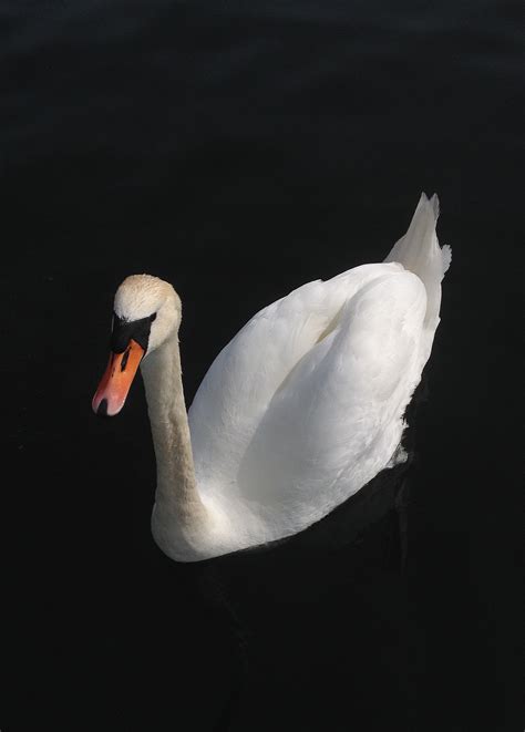 Free Images Wing White Beak Fauna Close Up Swan Animals