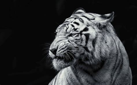 30 Tiger Full 4k Hd Full Hd Wallpaper For Mobile Pc