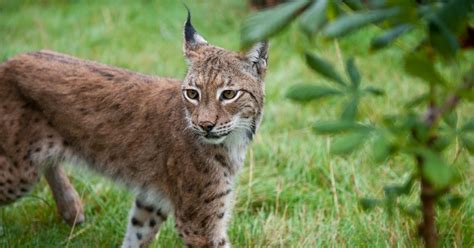 Female Lynx On The Run After Escaping Borth Wild Animal Kingdom Wales