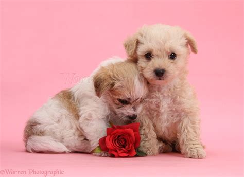 Dogs Cute Bichon X Yorkie Pups With Rose On Pink Background Photo Wp42103