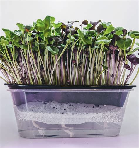 Large Premium V2 Hydroponic Microgreen Grow Kit 3 Crops Of Fresh