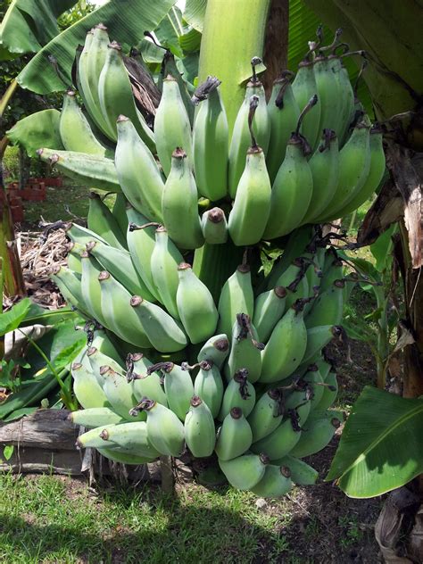 Banana Bundle On The Tree Free Stock Photo Public Domain Pictures