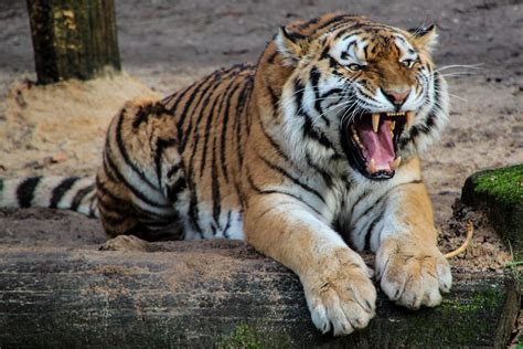 Tiger Fact Sheet Blog Nature Pbs