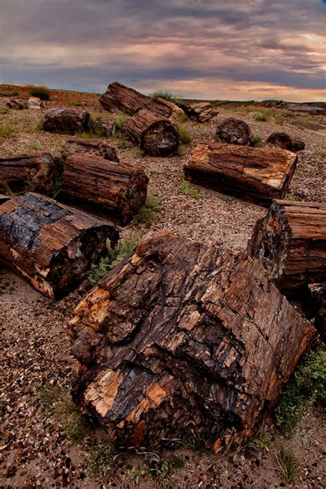 Petrified Trees Petrified Forest National Park Outdoor Photographer