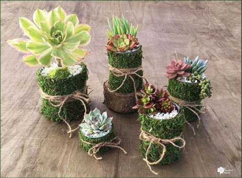 Diy Succulent Planters Tin Can Mossy Pots The