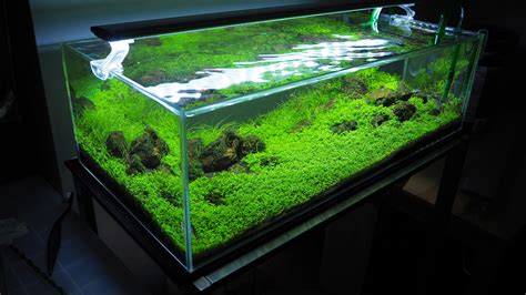 Featured Aquarium Gallon Freshwater Planted Tank Lupon Gov Ph