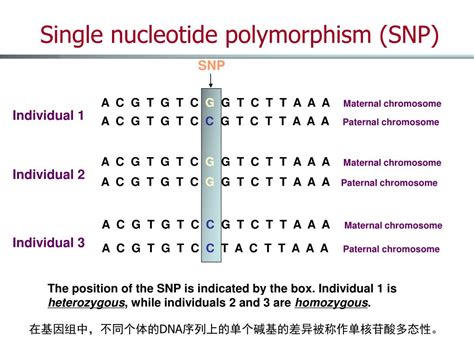 Ppt Gene Variations Single Nucleotides Polymorphism And Copy Number