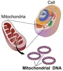 Mitochondria act like the 'powerhouse' of the cell. Mitochondrion: Definition, Structure and Function ...