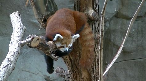 Lazy Red Panda Youtube