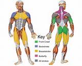 Images of Core Muscles Used In Tennis