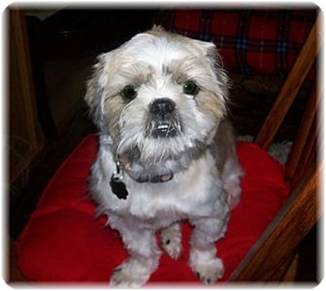 To adopt a pet, and save a life, check out the various animal shelters and animal rescue groups. Jacksonville, FL - Shih Tzu. Meet Daisy a Pet for Adoption.