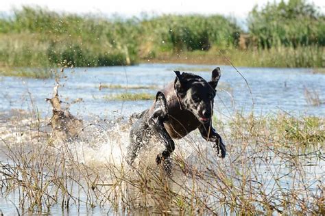 7 Tips For Keeping Your Duck Dog Warm While Hunting Fastcast Rods