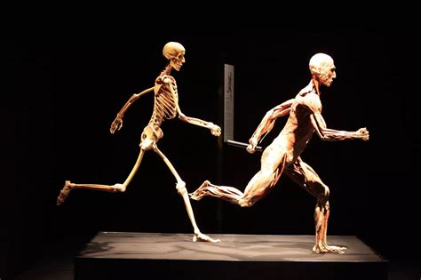 Body Worlds Exhibition At The Centre For Life Chronicle Live