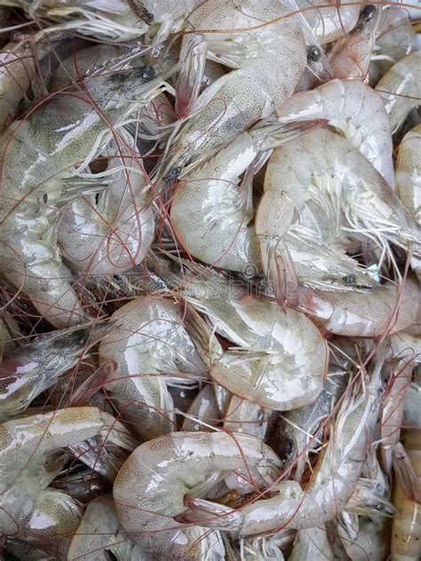 Fresh Shrimp Stock Photo Image Of Market Closeup Meal 79657588
