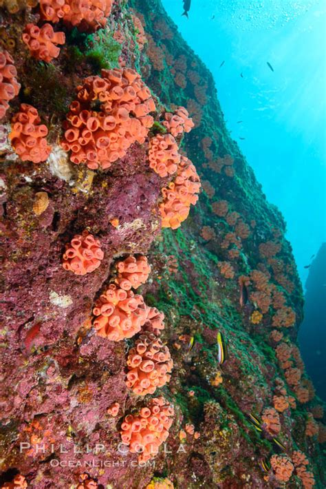 Orange Cup Coral Retracted During Daylight Sea Of Cortez Tubastrea