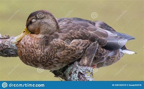 Sleeping Duck On A Tree Branch At The Lake Stock Photo Image Of Duck