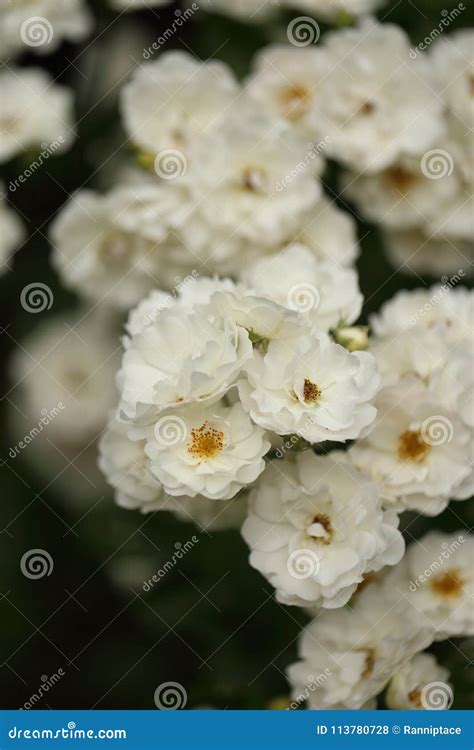 White Roses Blooming In The Garden Stock Photo Image Of Bridal
