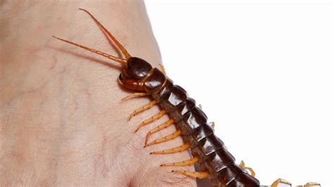 Do Centipedes Bite Humans And Are They Poisonous Information And