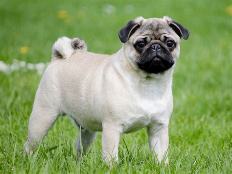 How Much Does A White Pug Cost