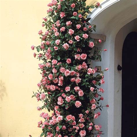 Virtually thornless, incredibly fragrant, shade tolerant, disease