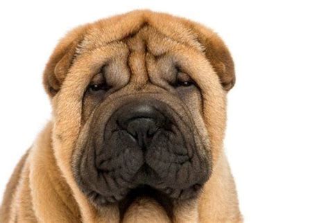 Chinese Shar Pei Dogs Breed And Health Overview