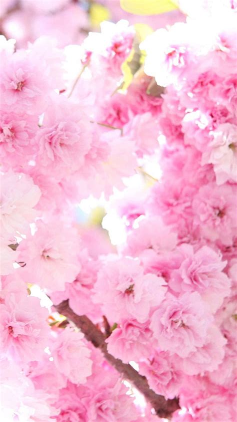 Pink Cherry Blossoms Flower Sony Xperia Z2 Hd Phone Wallpaper Pxfuel