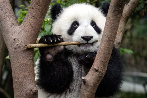 Tierlexikon Grosser Panda Wwf Panda Club