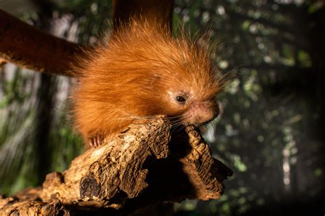 Prehensile Tailed Porcupine Born At National Zoo In Dc Wtop Baby
