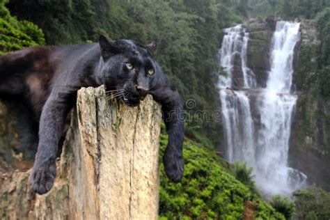 Black Leopard On Waterfall Background Stock Image Image Of Attentive