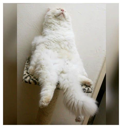 20 Lazy Cats That Will Make You Lol