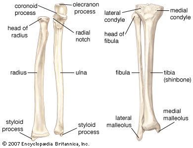 Consisting of the clavicle (collar bone) and scapula (shoulder blade), the pectoral girdle forms the attachment point between the arm and the. human skeletal system | Parts, Functions, Diagram, & Facts - Long bones of arms and legs ...