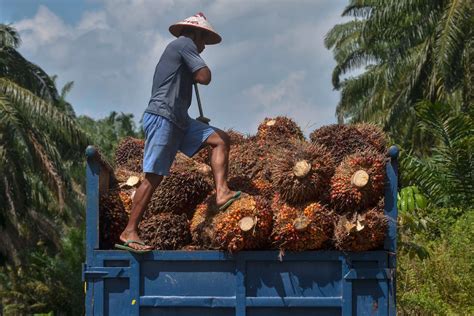 Us To Detain Shipments Of Palm Oil From Malaysian Producer Over Forced