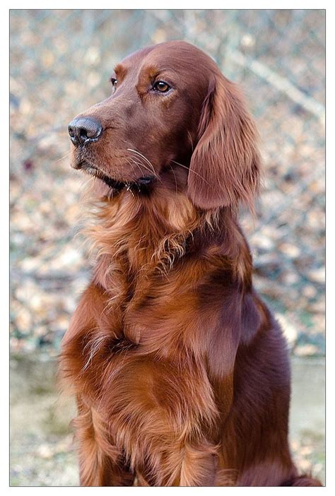A Very Serious Dog I Have Seen So Many Irish Setters This Is Their