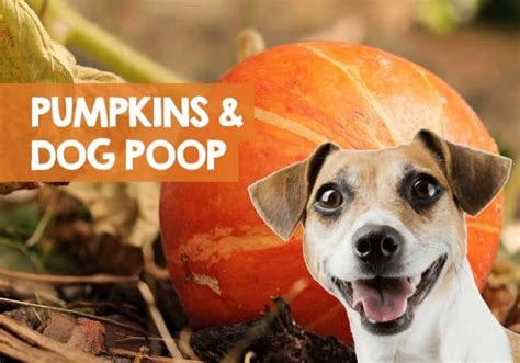 Does Pumpkin Make Dogs Poop How Fast For Constipation