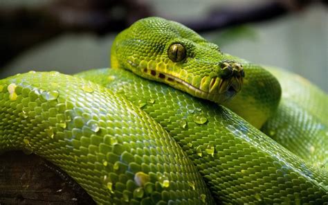 Características De La Serpiente Que Características