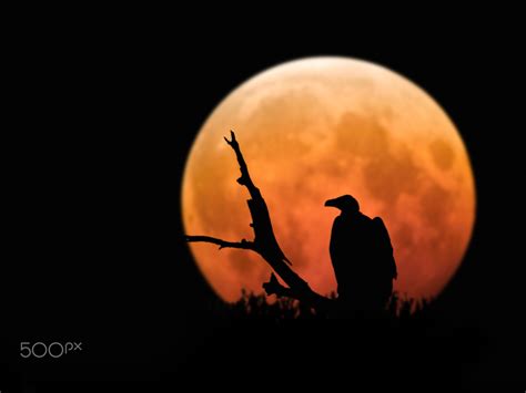 Wallpaper Animals 500px Photography Silhouette Moon Darkness