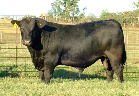 Bull Buyers Guide Uga Cooperative Extension