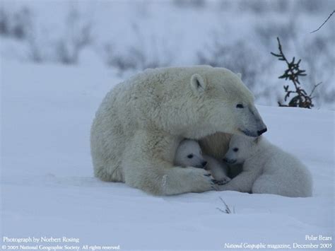 My Free Wallpapers Nature Wallpaper Polar Bears Mother And Cubs