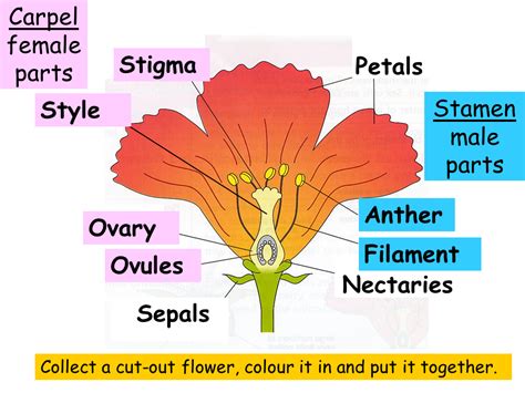 Structure Of A Flower