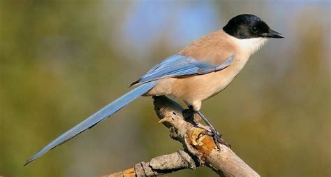 Algarve Birds And Birdwatching Bird Watching Day Trips And Tours In