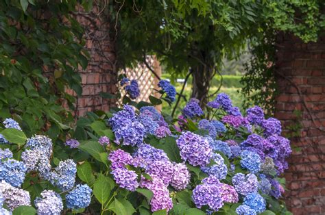 Nikko Blue Hydrangea Plant Care And Growing Guide